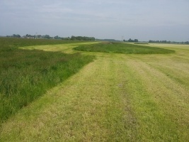 Open grasland