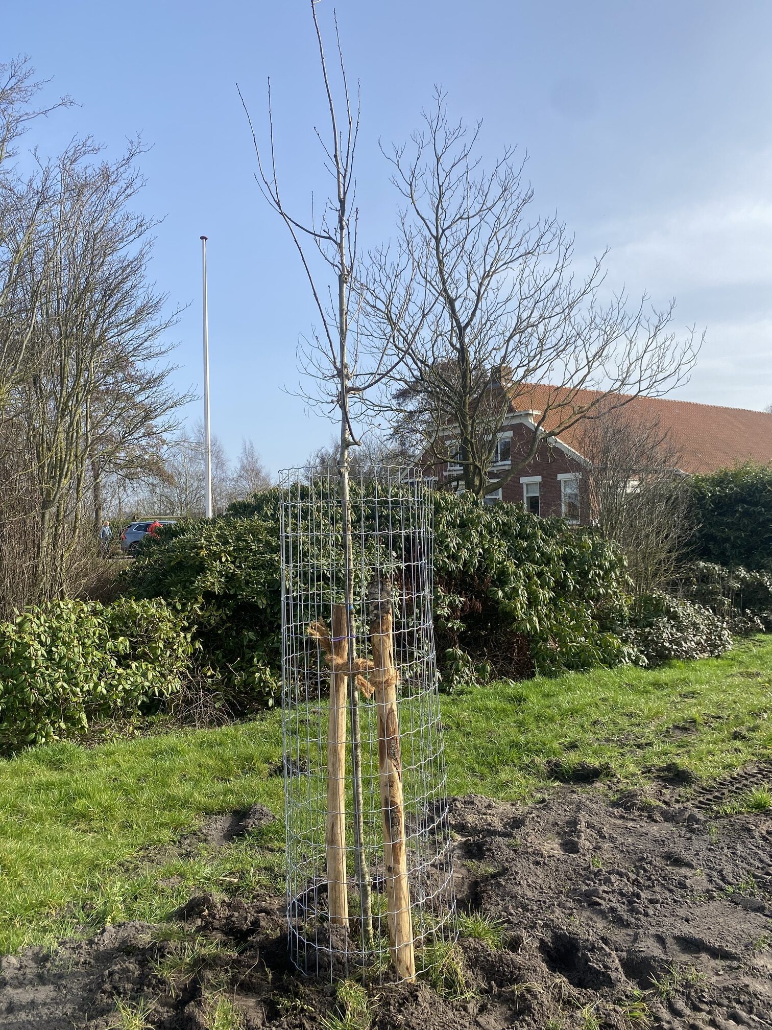 Gruinblaauwe raand, van Dollard tot an Troapel